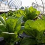 Installer une serre tunnel : astuces et étapes essentielles