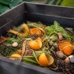 Agrumes dans le compostage : les bonnes pratiques pour un compost équilibré