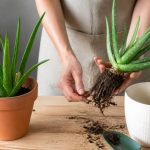 Aloe vera rempotage : les étapes pour une plante saine et durable