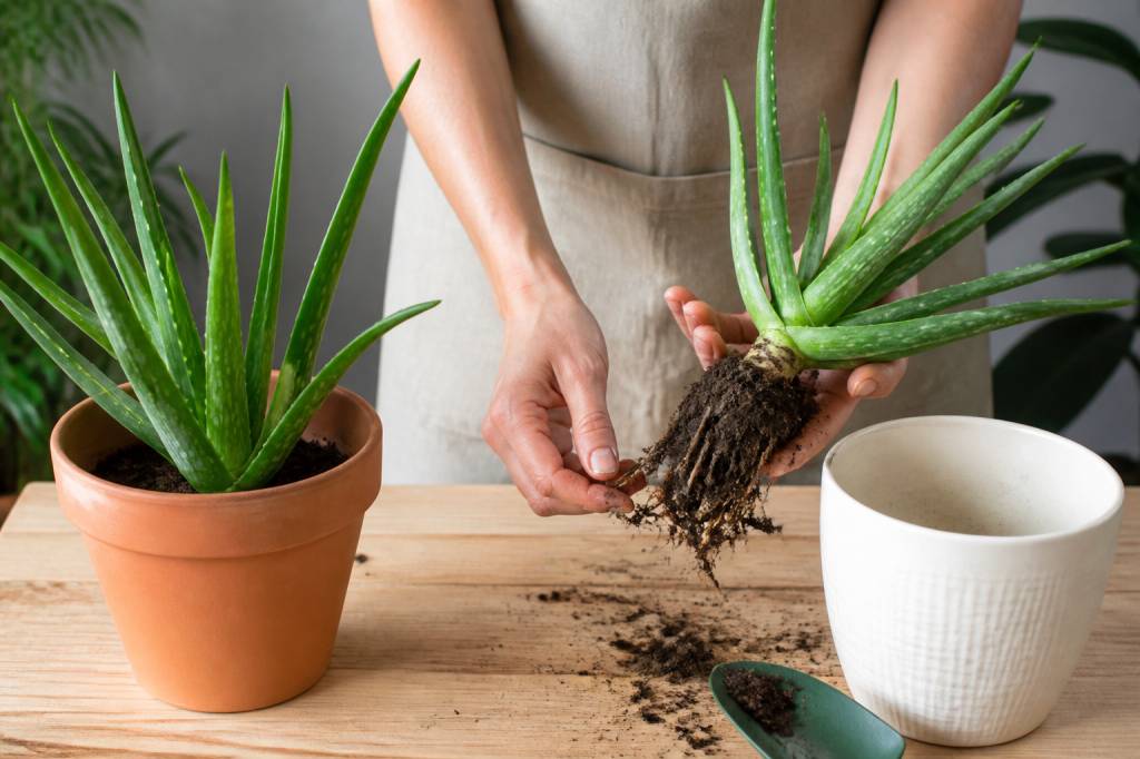 Aloe vera rempotage : les étapes pour une plante saine et durable