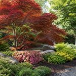 Aménagement massif avec érable du Japon : mes idées pour un jardin harmonieux